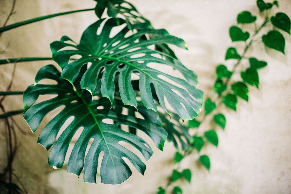 Botanical image suitable for print or background use