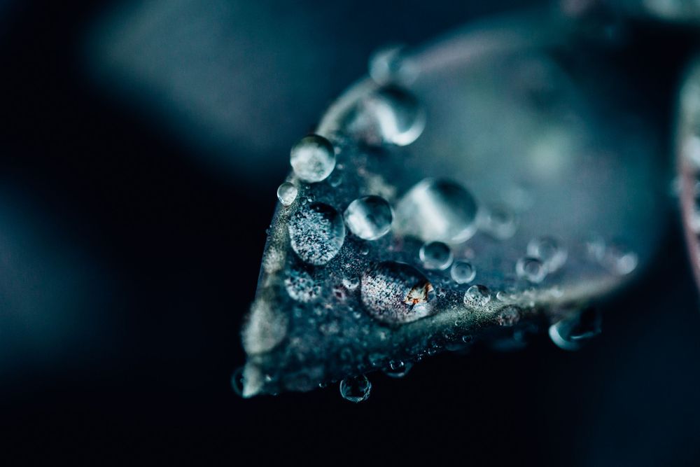Plant foliage photographed with shallow depth of field