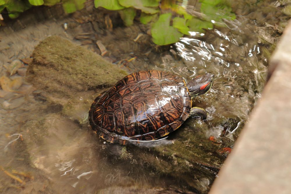 a Turtle in a Cenote in Mexico