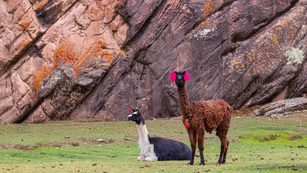 Llamas hangin around the Anasiso Canyon, Peru