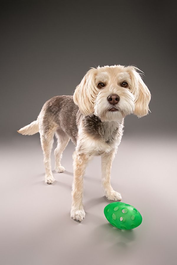 Chilliwack Dog Photographer - Best in Creations