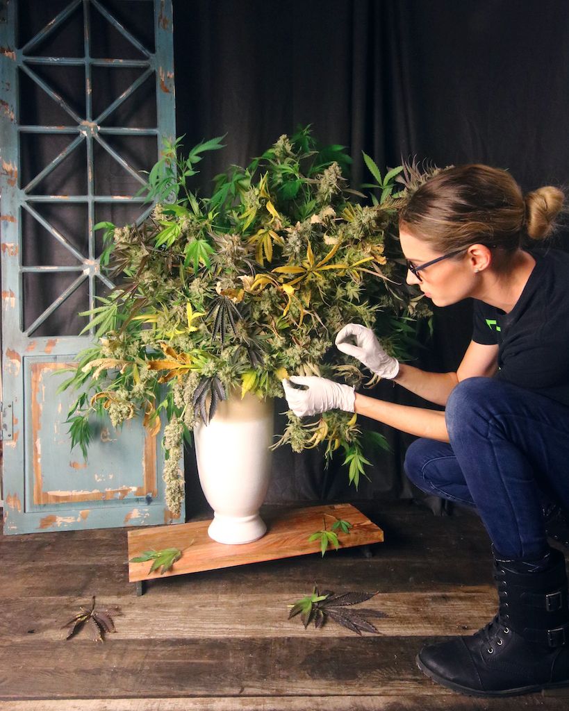 Woman in gloves arranging cannabis plants in white vase on wooden platform in studio setting.