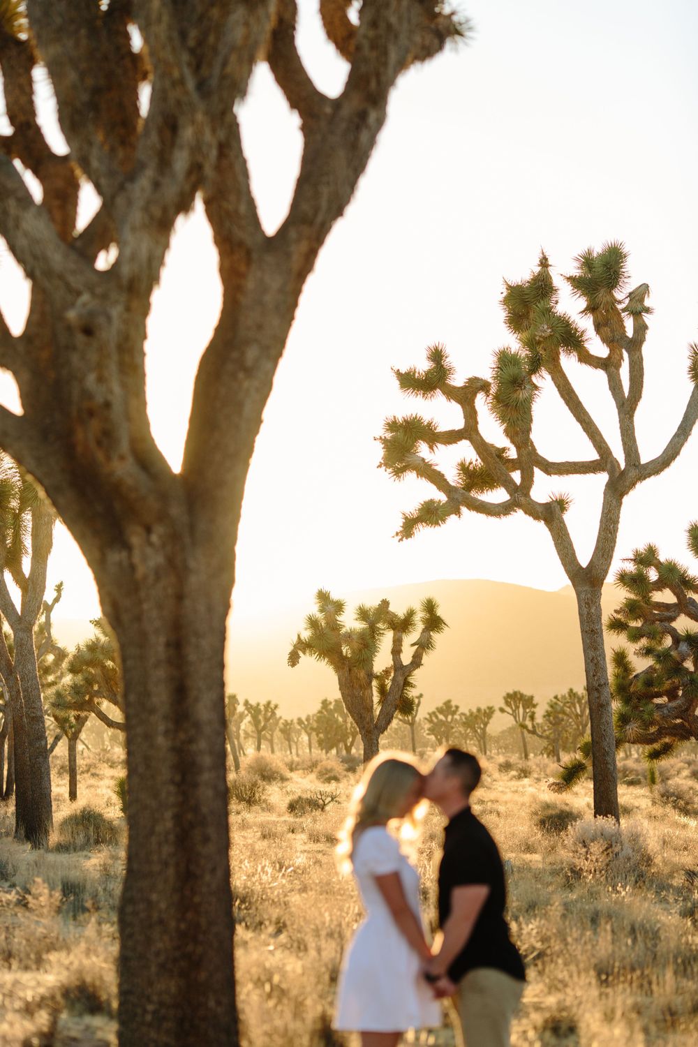 johsua tree kiss