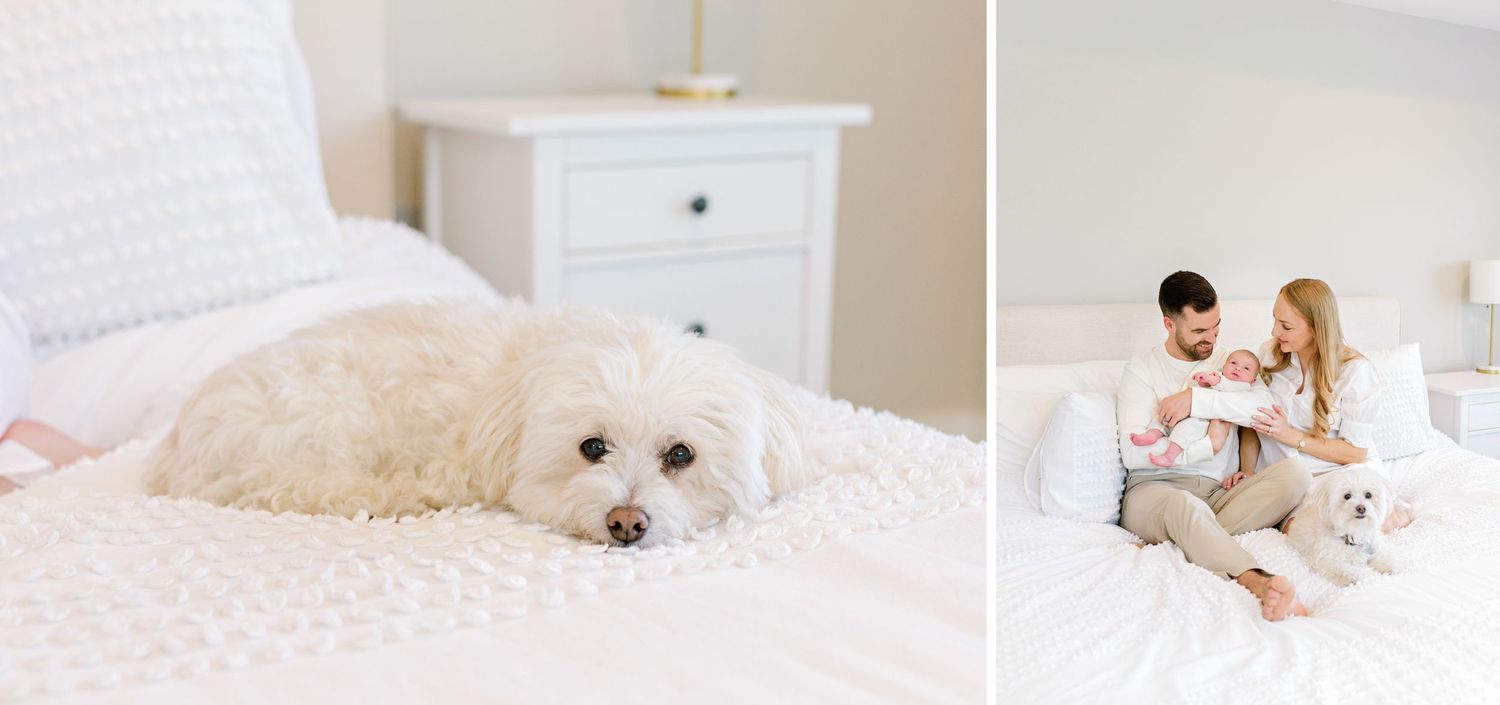White fluffy dog rests on bed next to family portrait in bright bedroom.