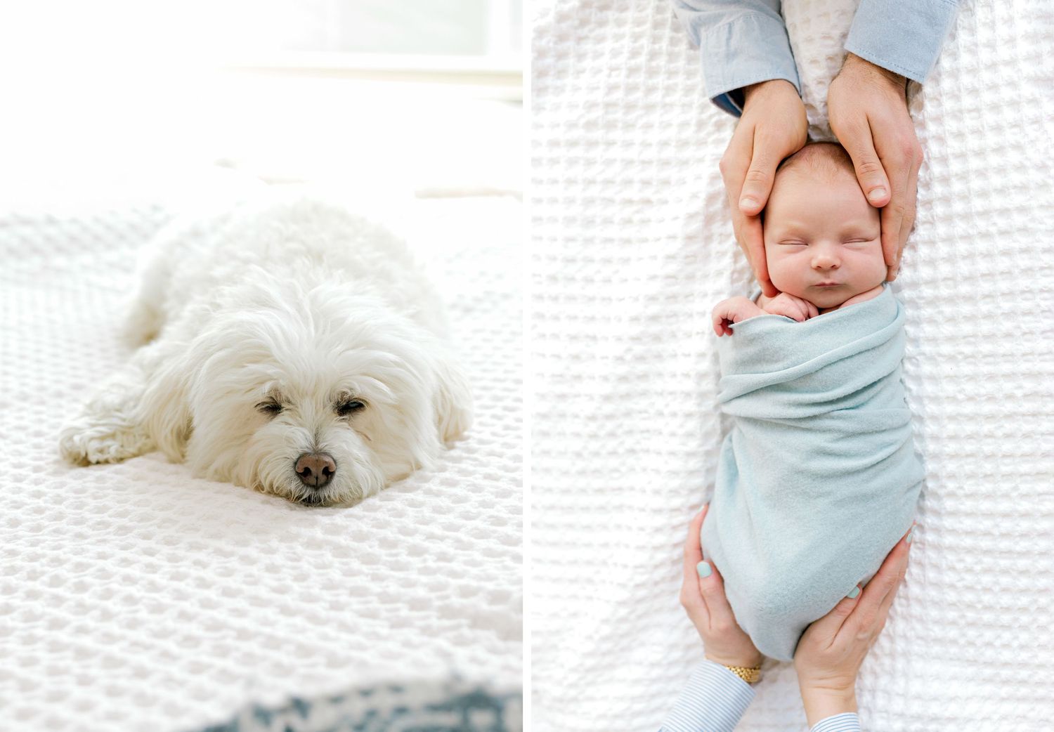 Split photo of a white dog and swaddled sleeping baby on white textured bedding.
