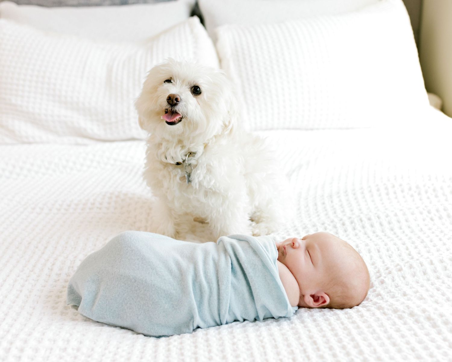 White fluffy dog sitting near sleeping baby wrapped in blue on white bedding.