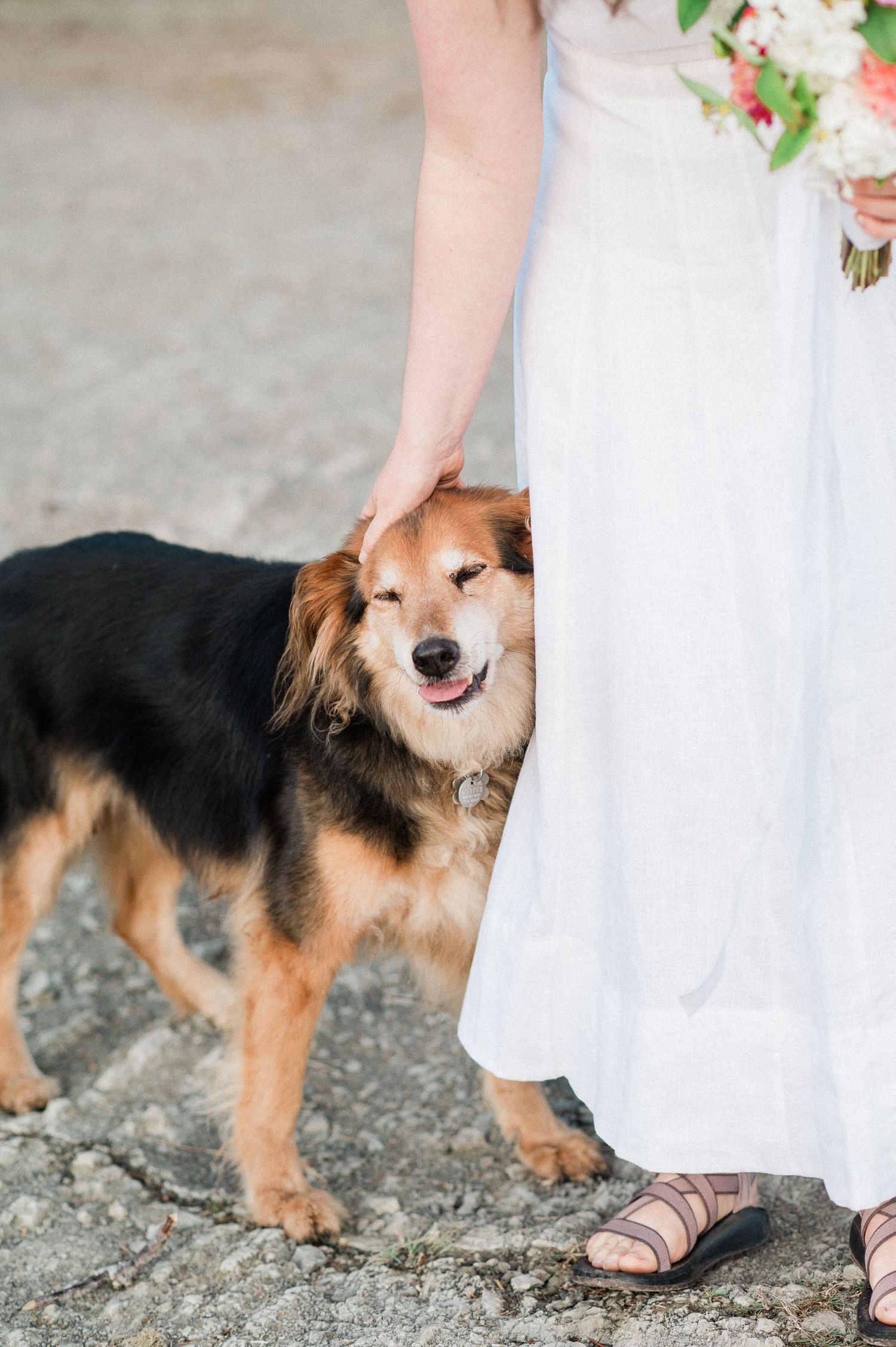 bride holding boquet pets her black and brown dog