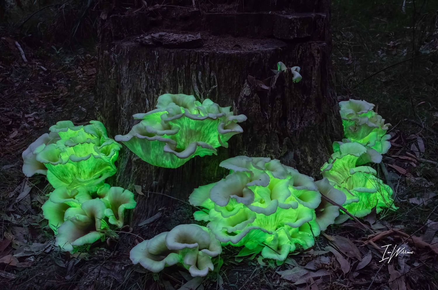 Ghost fungi, Bodalla