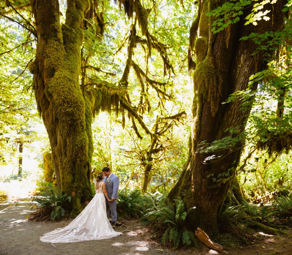 Bride and groom embrace beneath massive moss-draped trees in a lush green Pacific Northwest rainforest.