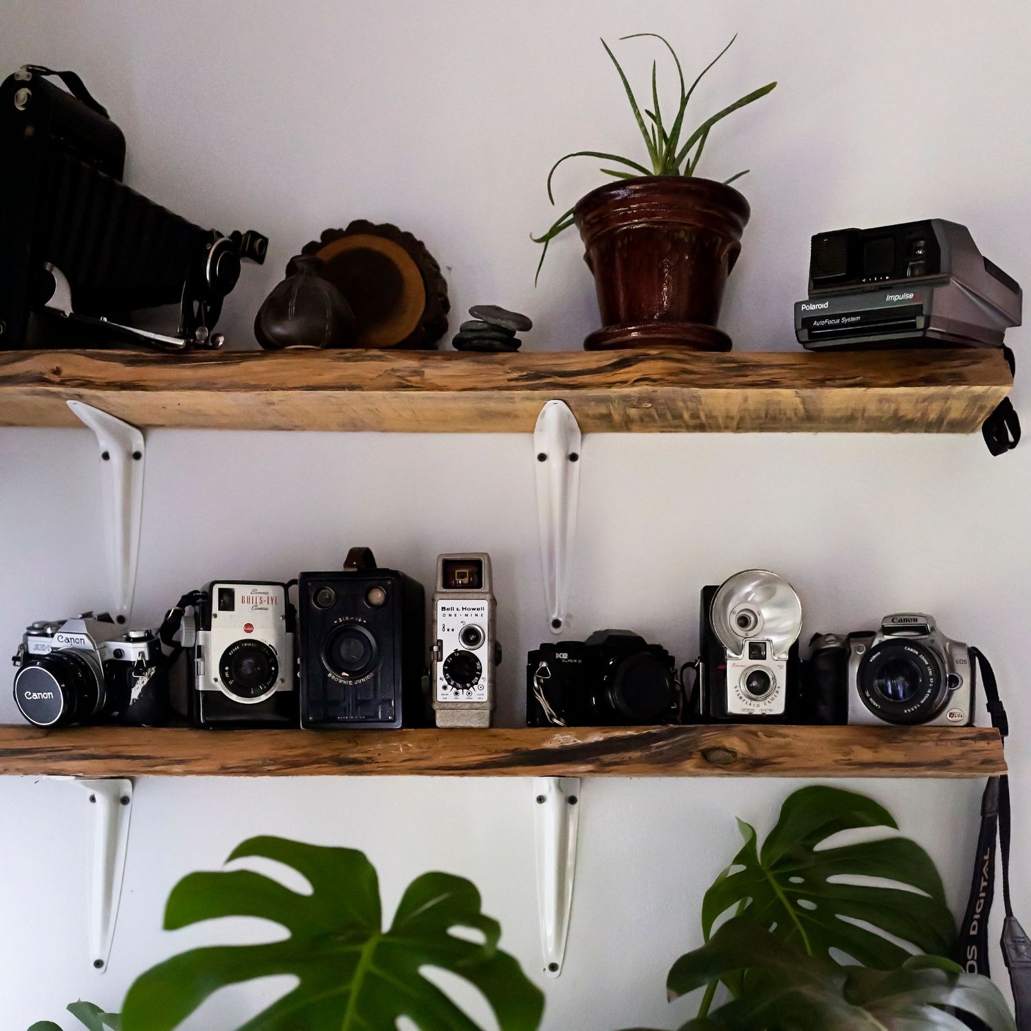 cameras, plants on shelf in sunroom studio