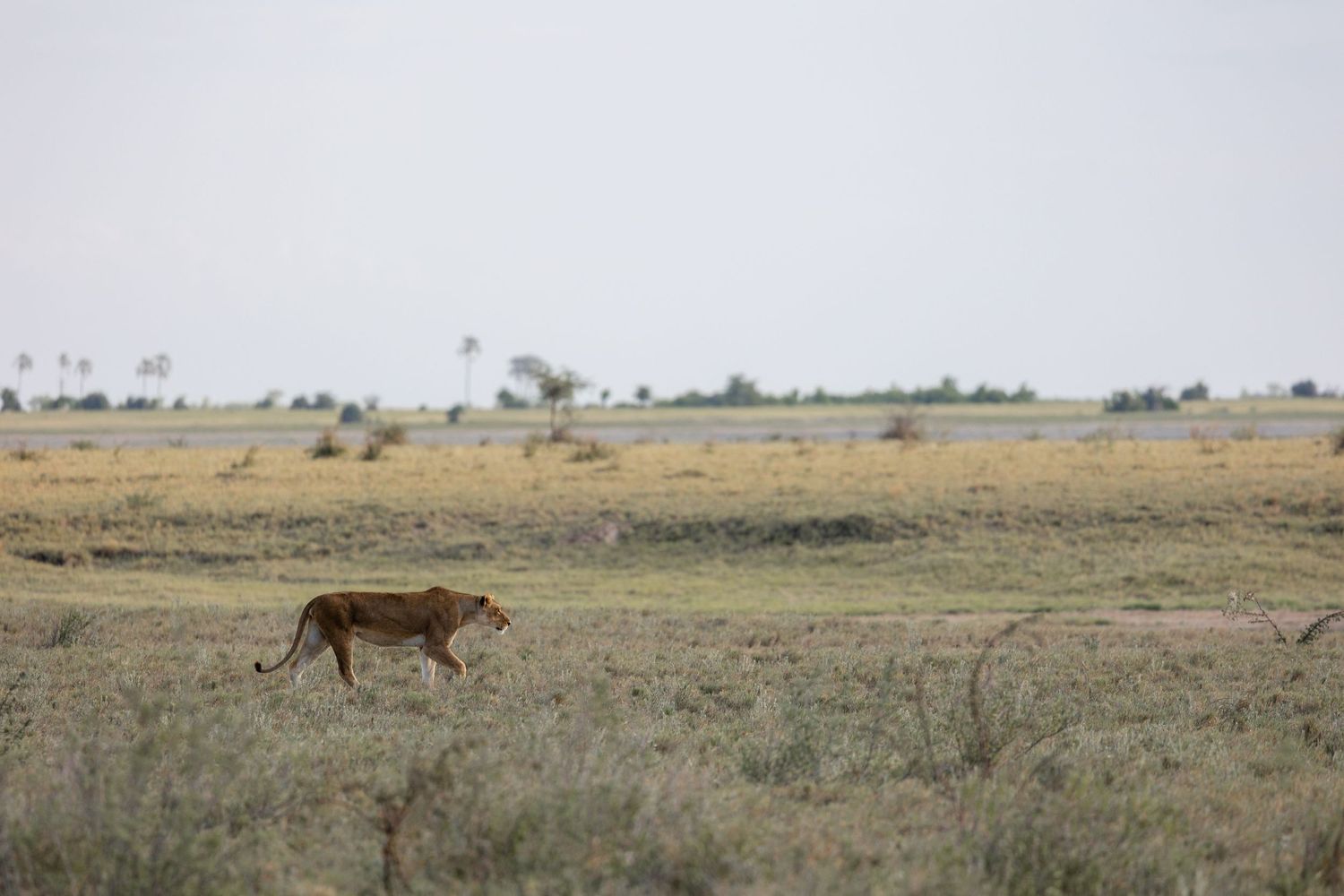 Lion on Approach Makgadikgadi Pans Botswana Wildlife Photography