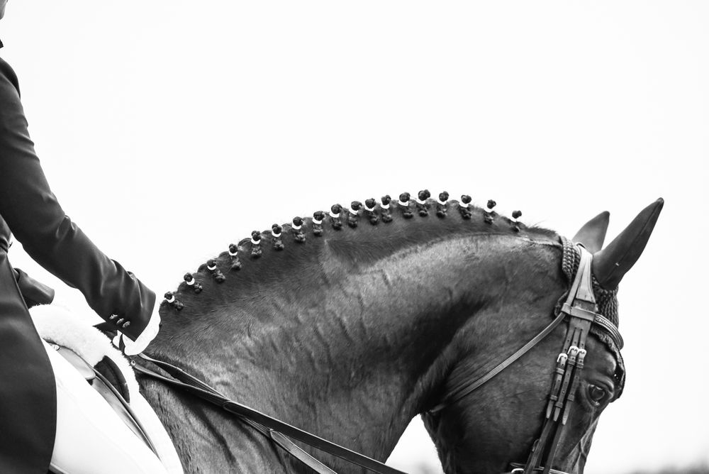 Horse portraits showing dressage training with detailed tack and equipment.