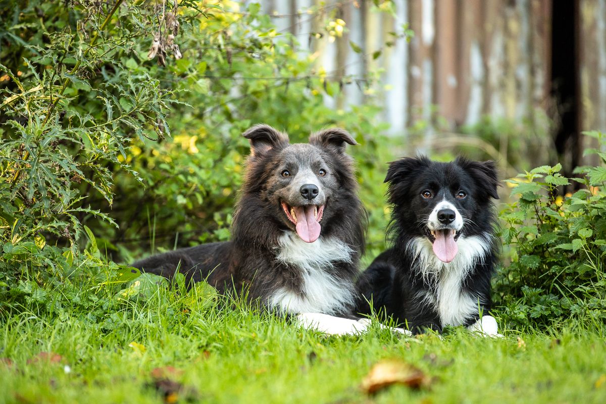 Two happy Border Collies sitting together in a garden setting.