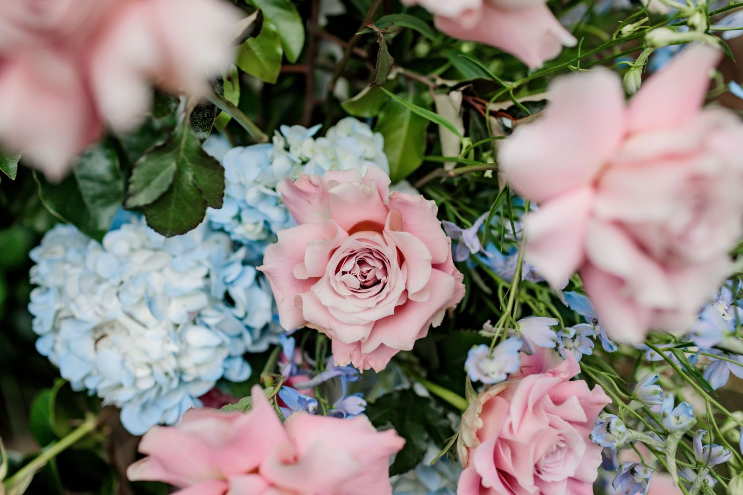 Soft pink roses and blue hydrangeas blend together in a romantic garden setting.