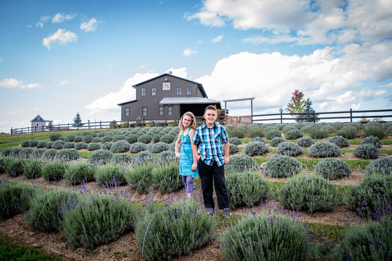 A beautiful lavender field stretches in front of a rustic barn house under blue skies.