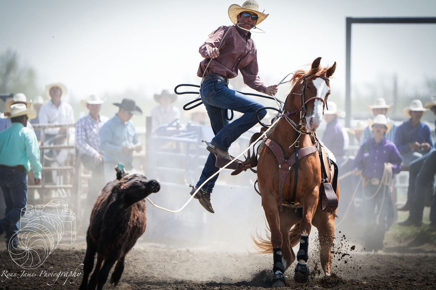 A cowboy leaps off a horse while roping a calf during an intense rodeo competition.