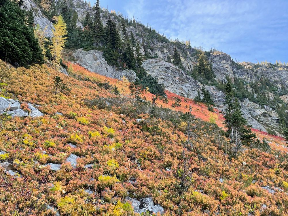 Early Winter Spires Fall Color