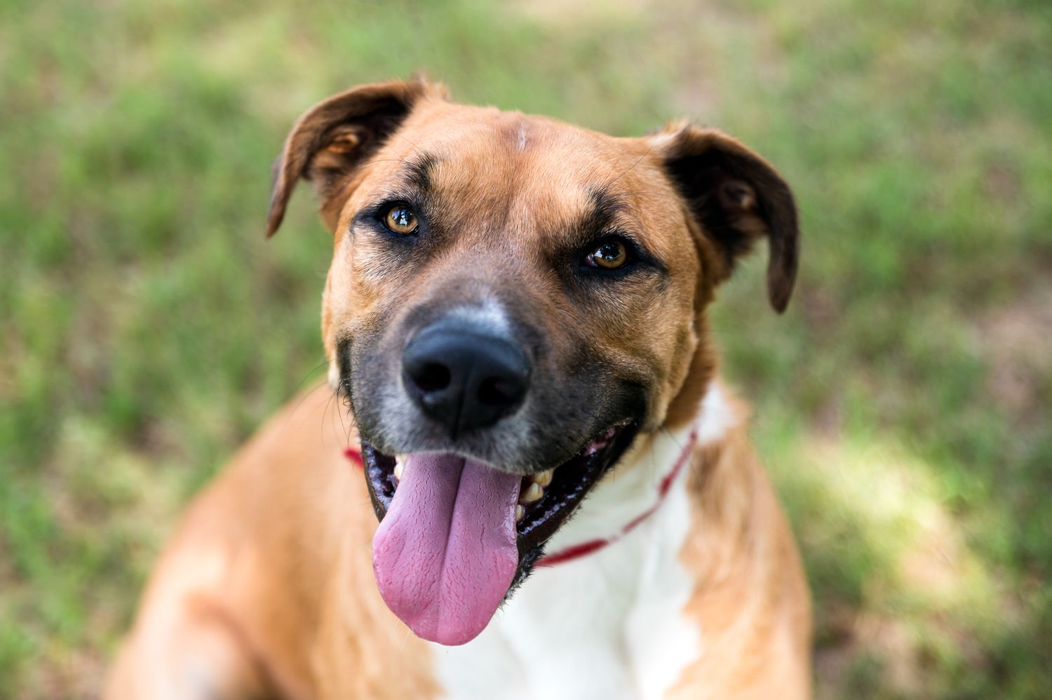 A happy brown and white pit bull mix dog with floppy ears smiles at the camera with tongue out against blurred grass background.