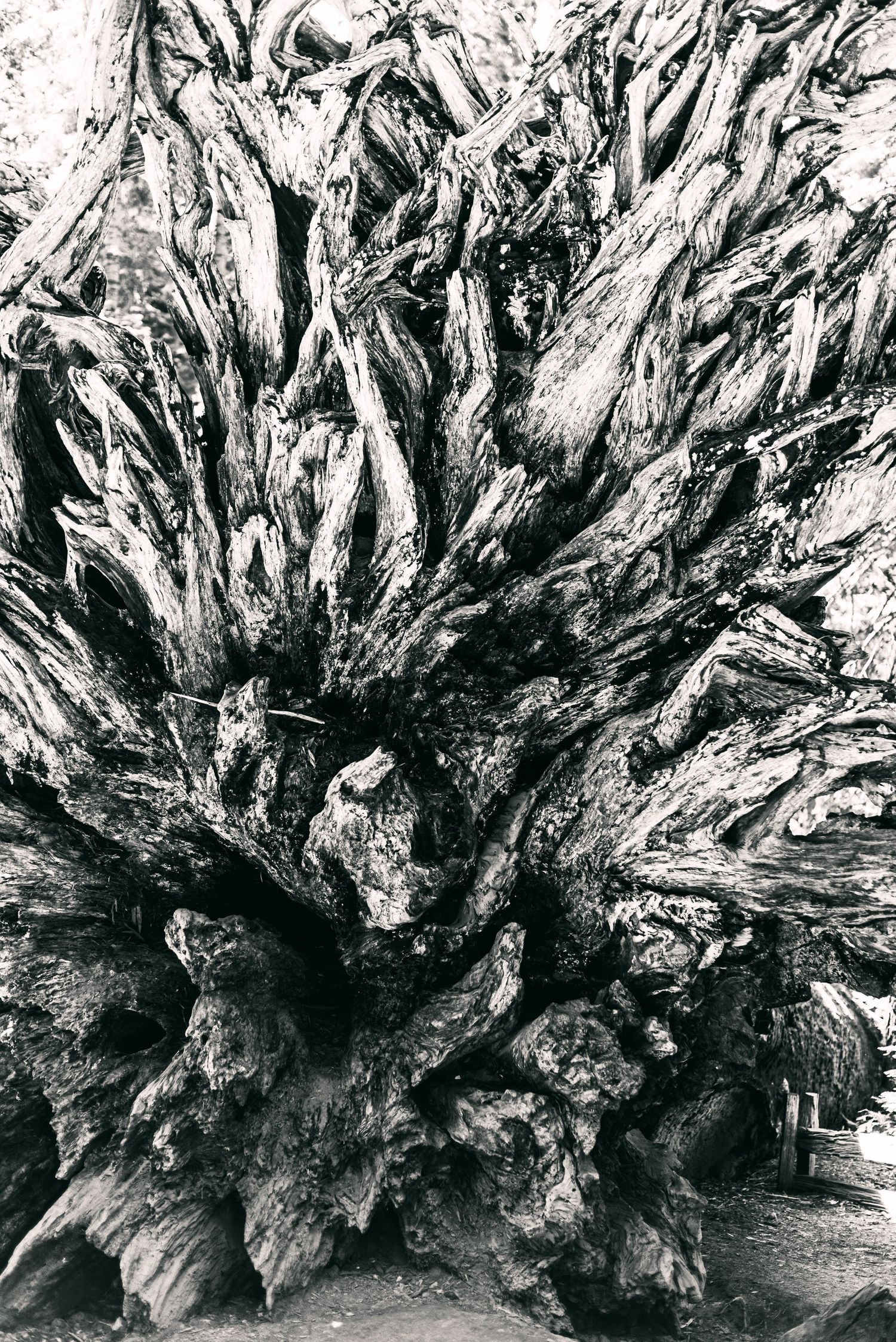 fallen, black and white redwood tree, northern California