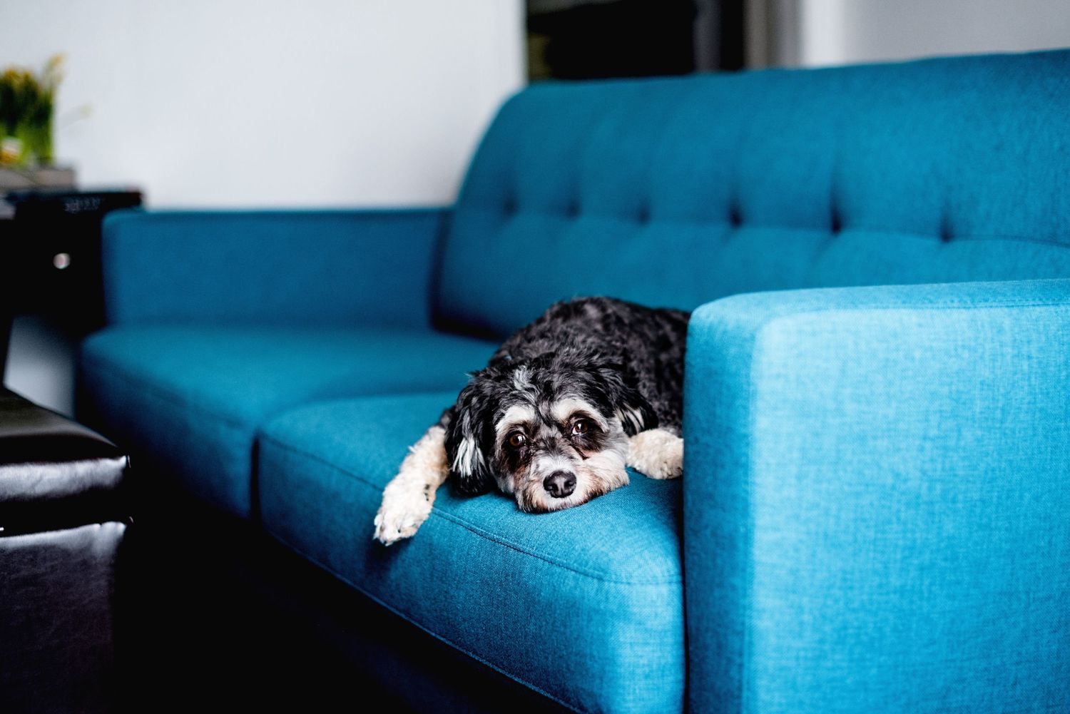 My dog, dog parent, dog on the couch, sweet rescue pup.