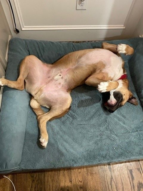 A brown and white dog sleeps peacefully on a teal-colored cushion against hardwood flooring and white walls.