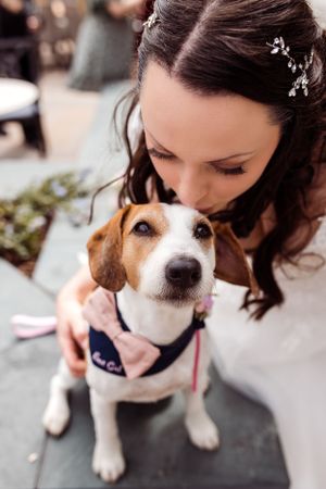 Jack Russell terrier wearing navy vest gets affectionate attention from someone in formal attire.