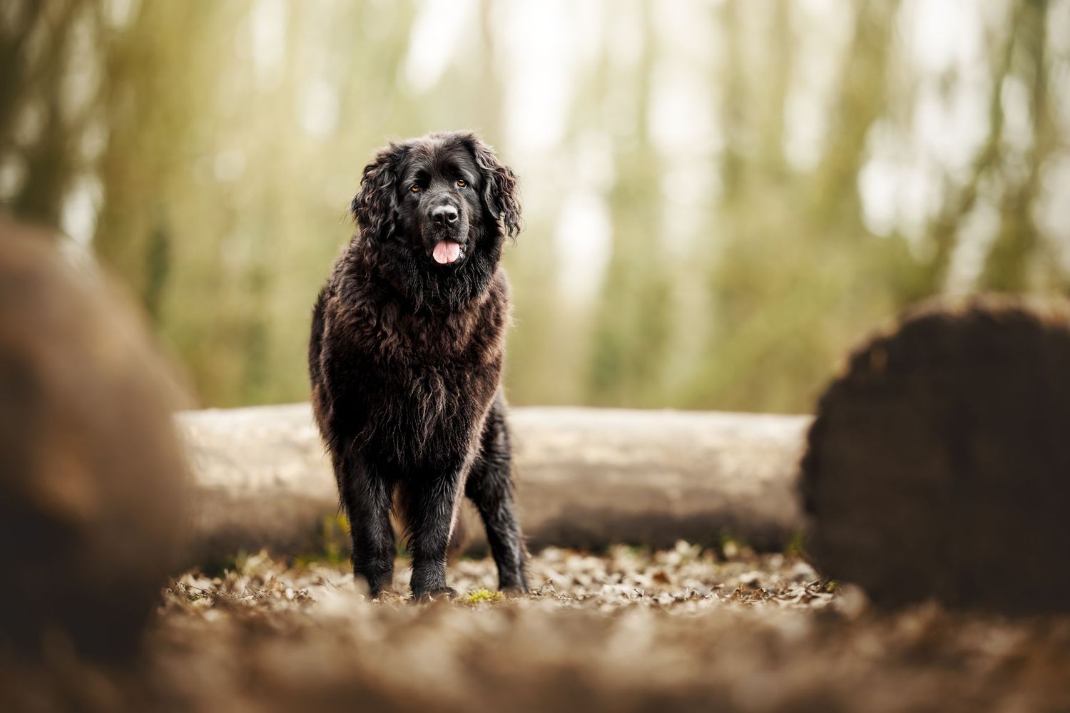Large black dog standing on forest path surrounded by fallen logs in misty woods.