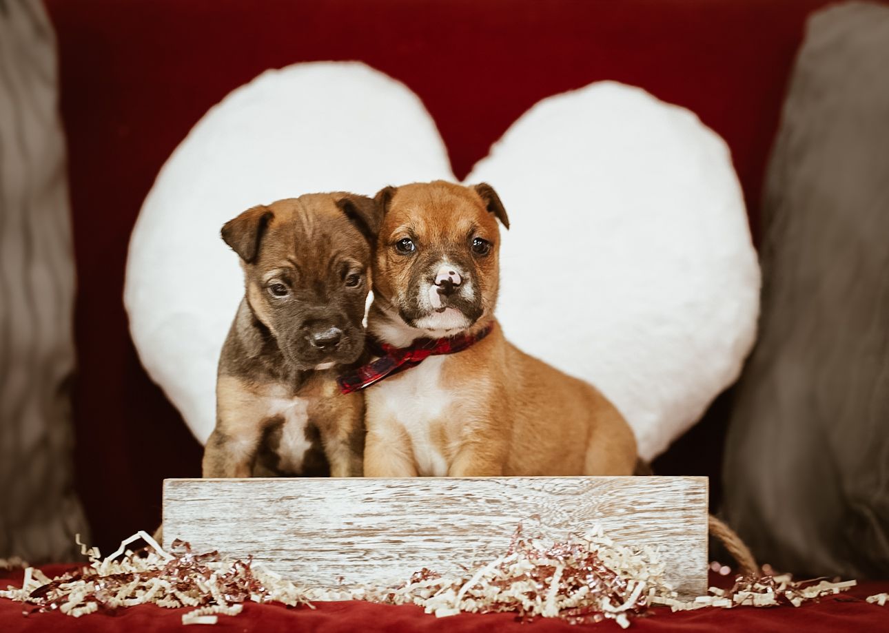 dog pet portraits adorable pet photography breeder breed fur baby palm harbor clearwater safety harbor dunedin