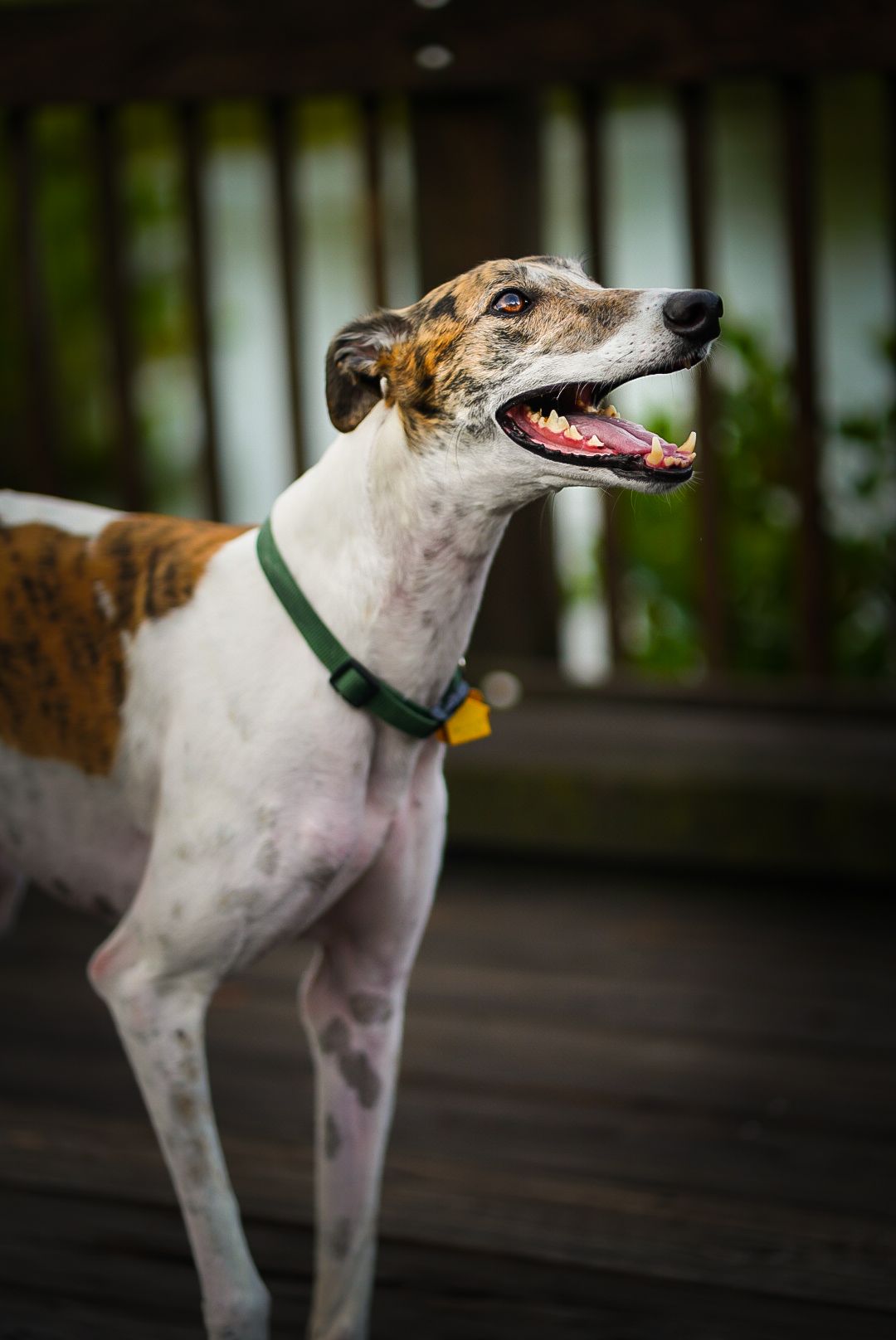 dog pet portraits adorable pet photography breeder breed fur baby palm harbor clearwater safety harbor dunedin