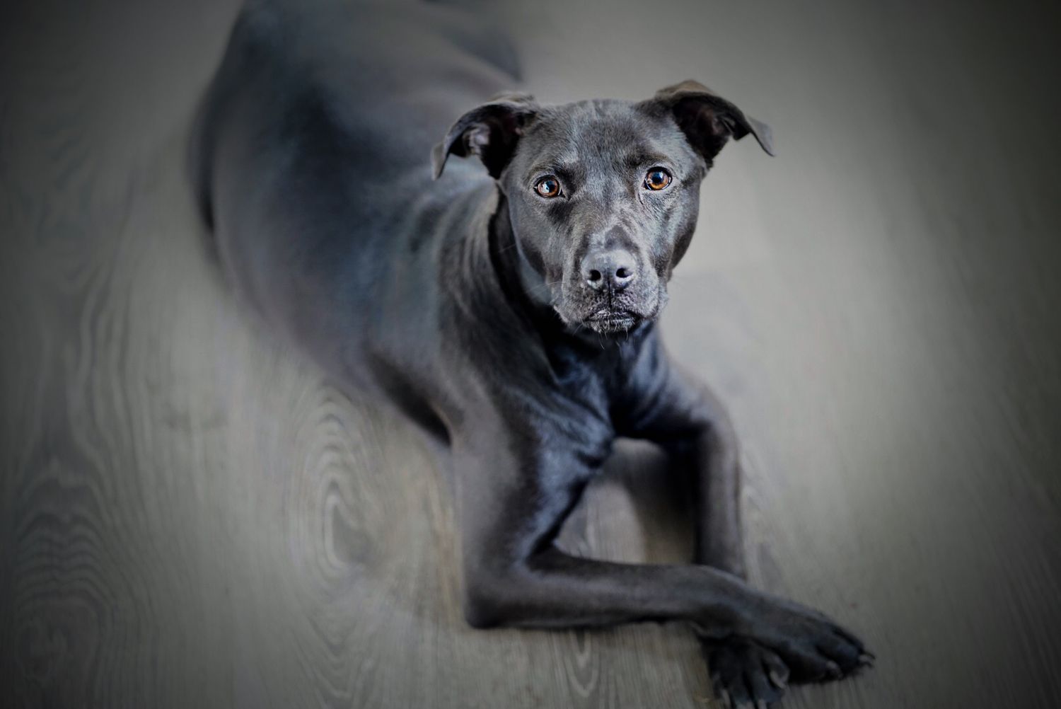 dog pet portraits adorable pet photography breeder breed fur baby palm harbor clearwater safety harbor dunedin