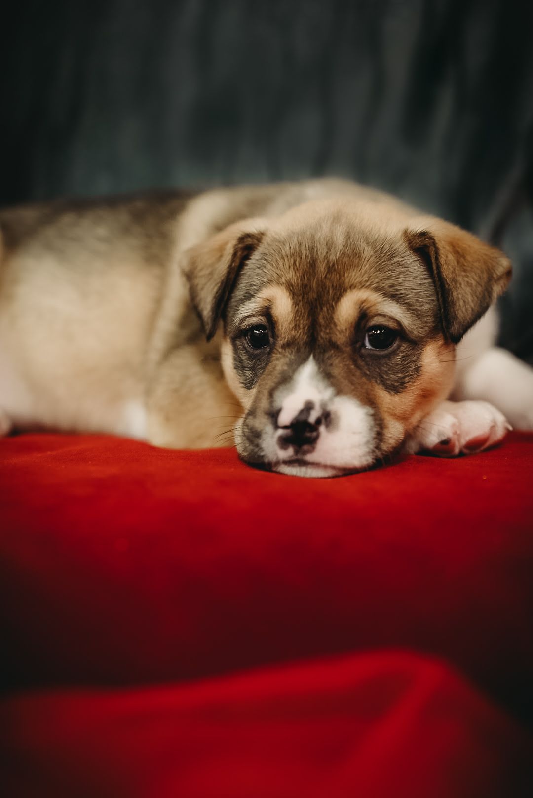 dog pet portraits adorable pet photography breeder puppies fur baby palm harbor clearwater safety harbor dunedin
