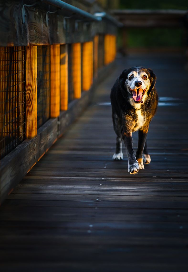 dog pet portraits adorable pet photography breeder breed fur baby palm harbor clearwater safety harbor dunedin