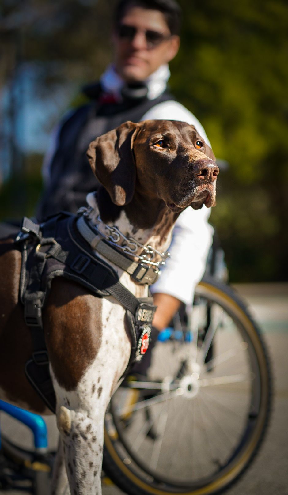 dog pet portraits adorable pet photography breeder breed fur baby palm harbor clearwater safety harbor dunedin