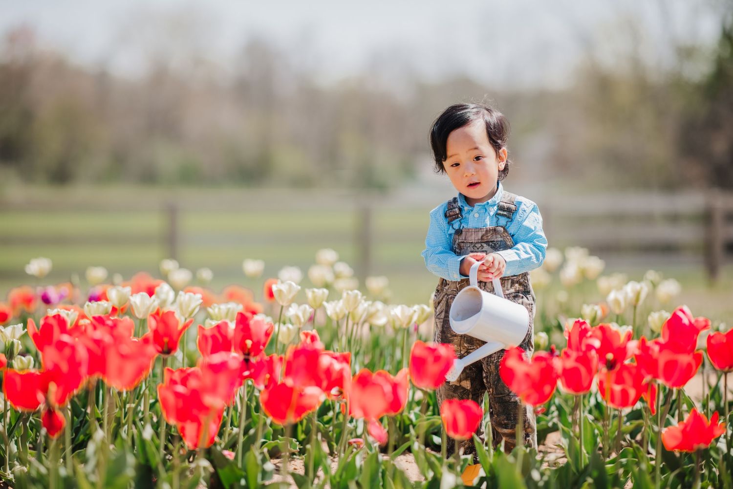 Small boy stands among vibrant red and white tulips in a spring garden field and pretends to water them at Holland Ridge Farms.