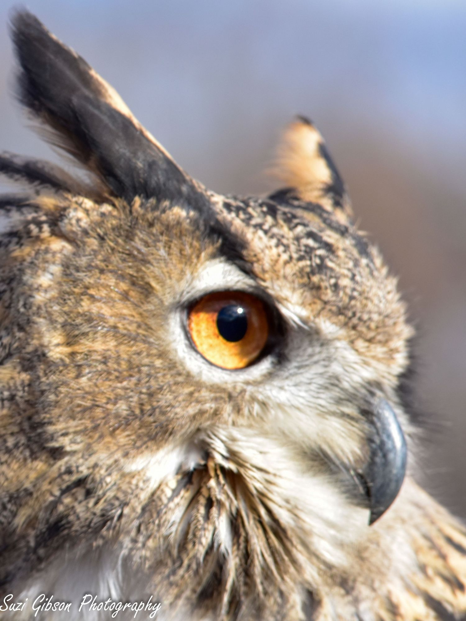 owl owl moon raptor center suzi gibson suzi gibson photography maryland prince frederick dmv