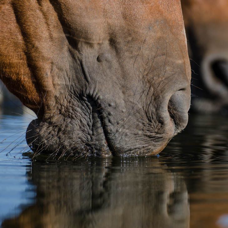 Horse muzzles drinking water