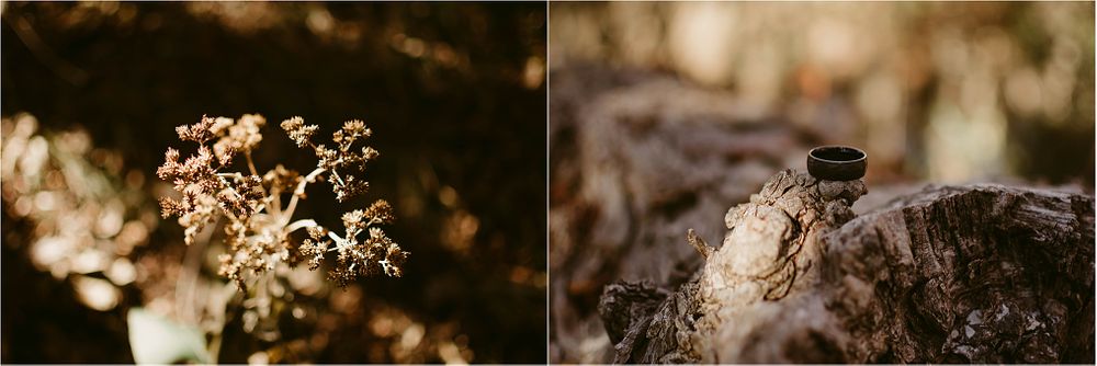 Close-up shots of dried plants and a black ring on stone in golden light.