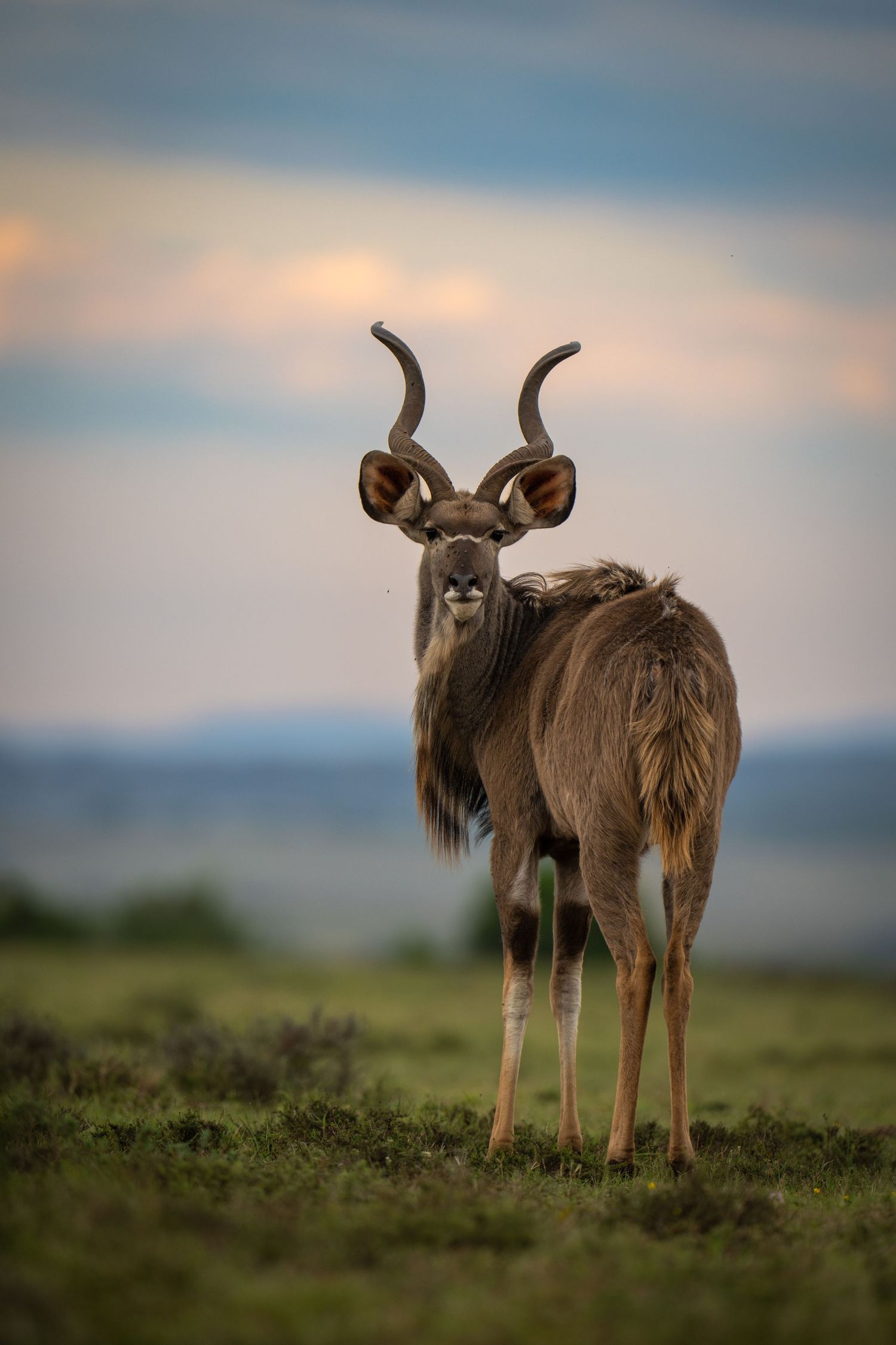 African wildebeest stand in profile against a misty savannah landscape at dusk.