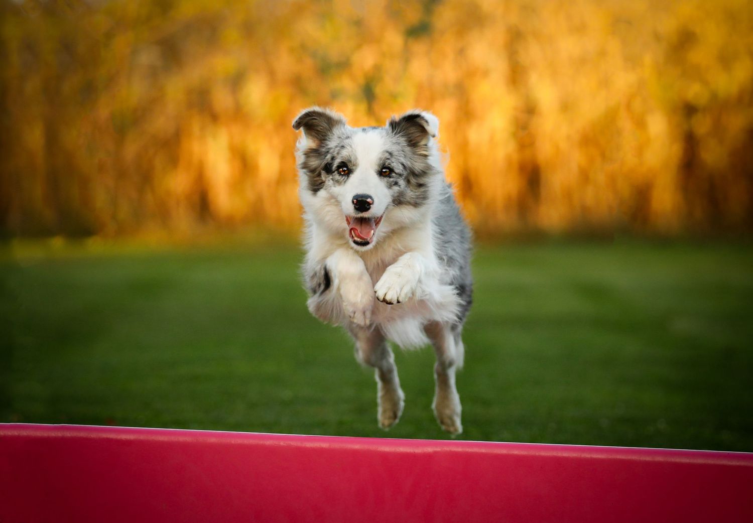 Agility fotózás