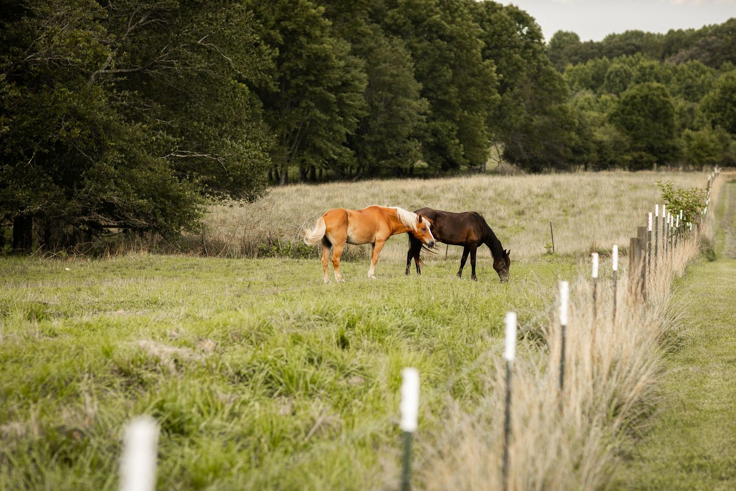 Two horses grazing peacefully in lush green fenced pasture with forest backdrop.