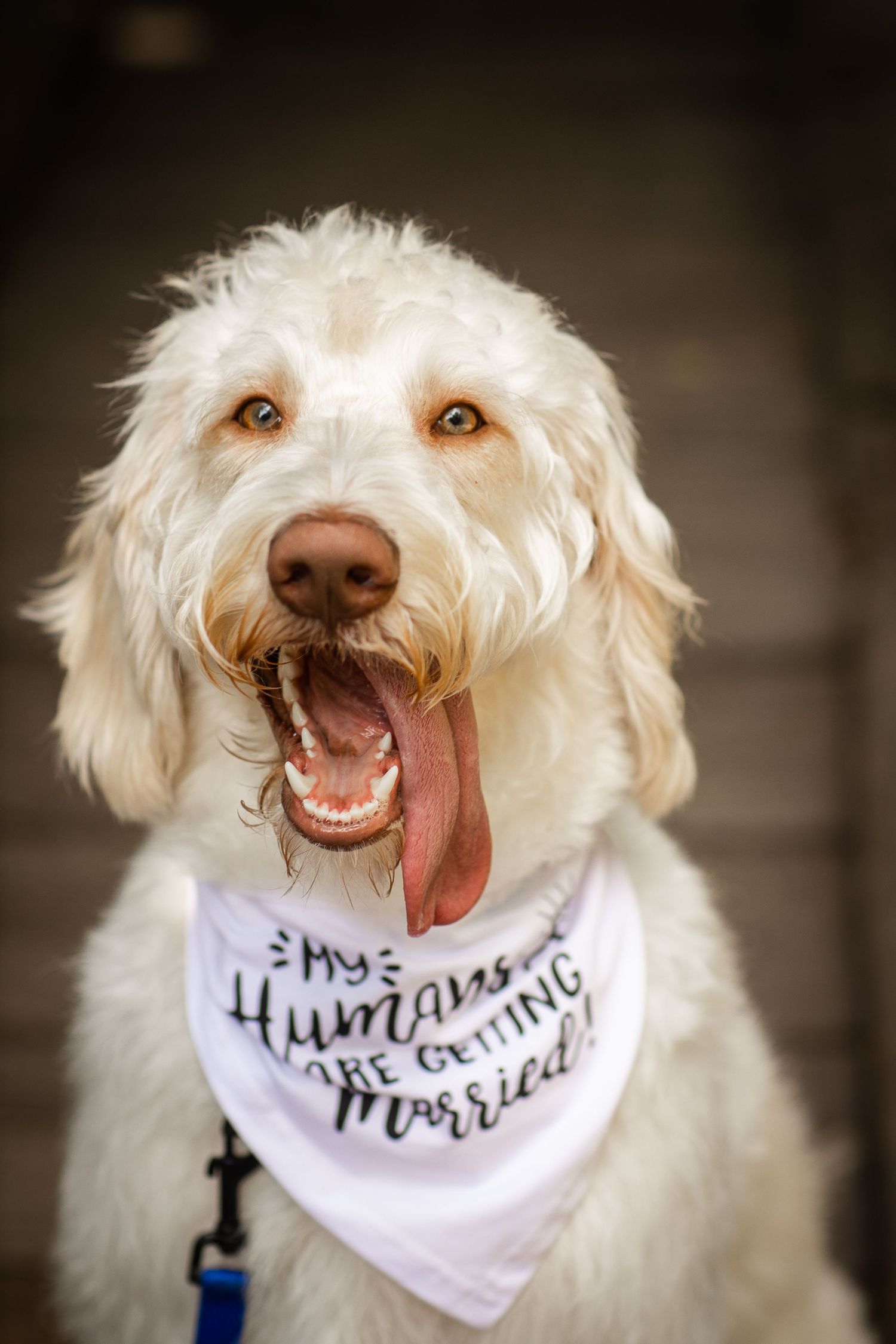 Fluffy white Goldendoodle wearing a bandana that reads My Humans Are Getting Married during an engagement session.