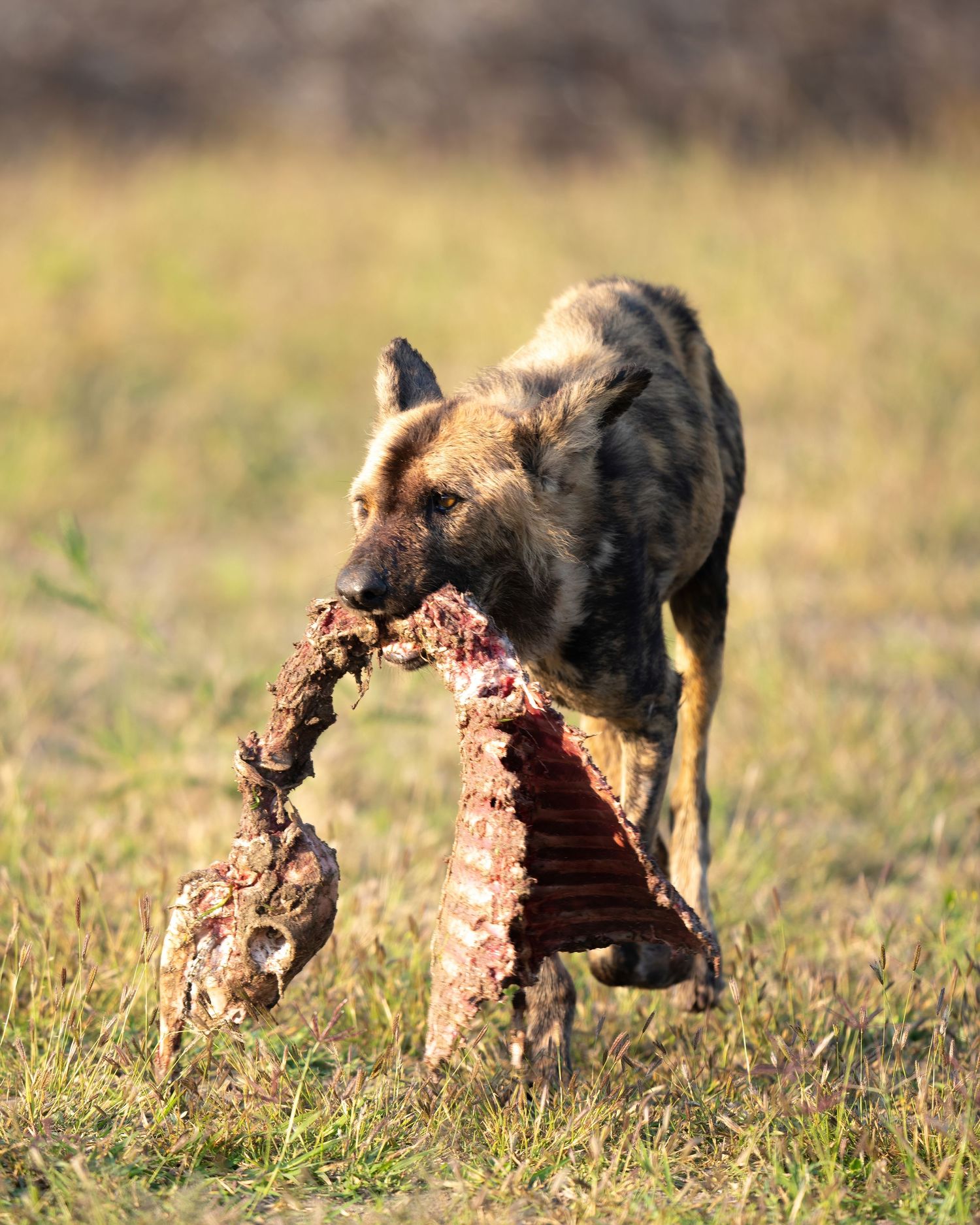 Wild dog feeding on animal remains in dry grassland during daytime.
