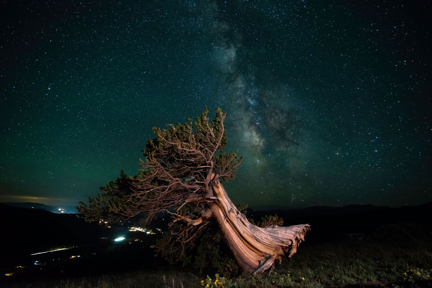 Colorado, Fair Play, bristlecone pine, astro photography