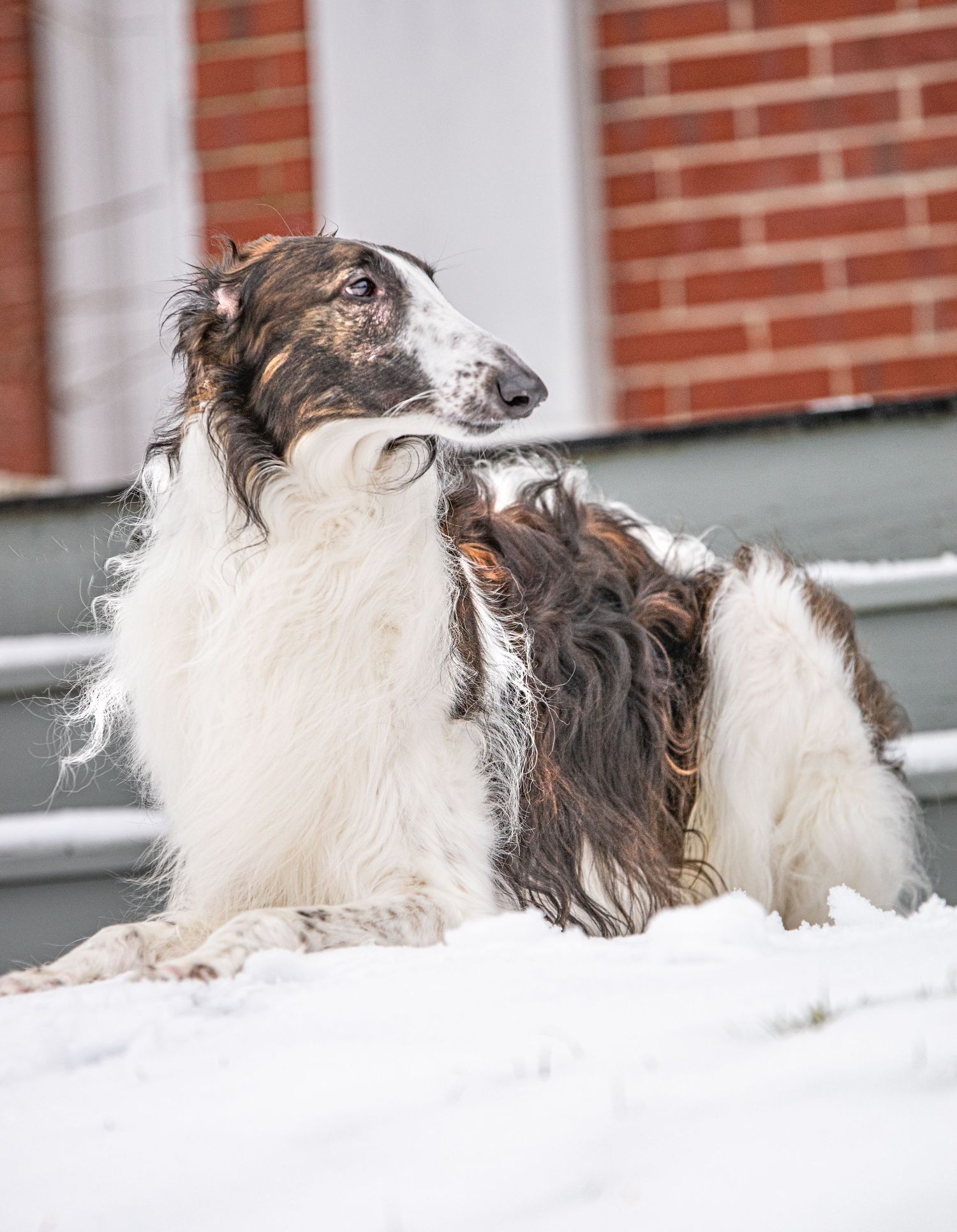 A beautiful Borzoi dog with white and brown long coat resting in snow near a brick building.
Photo by Xenophon Photography in Maine.