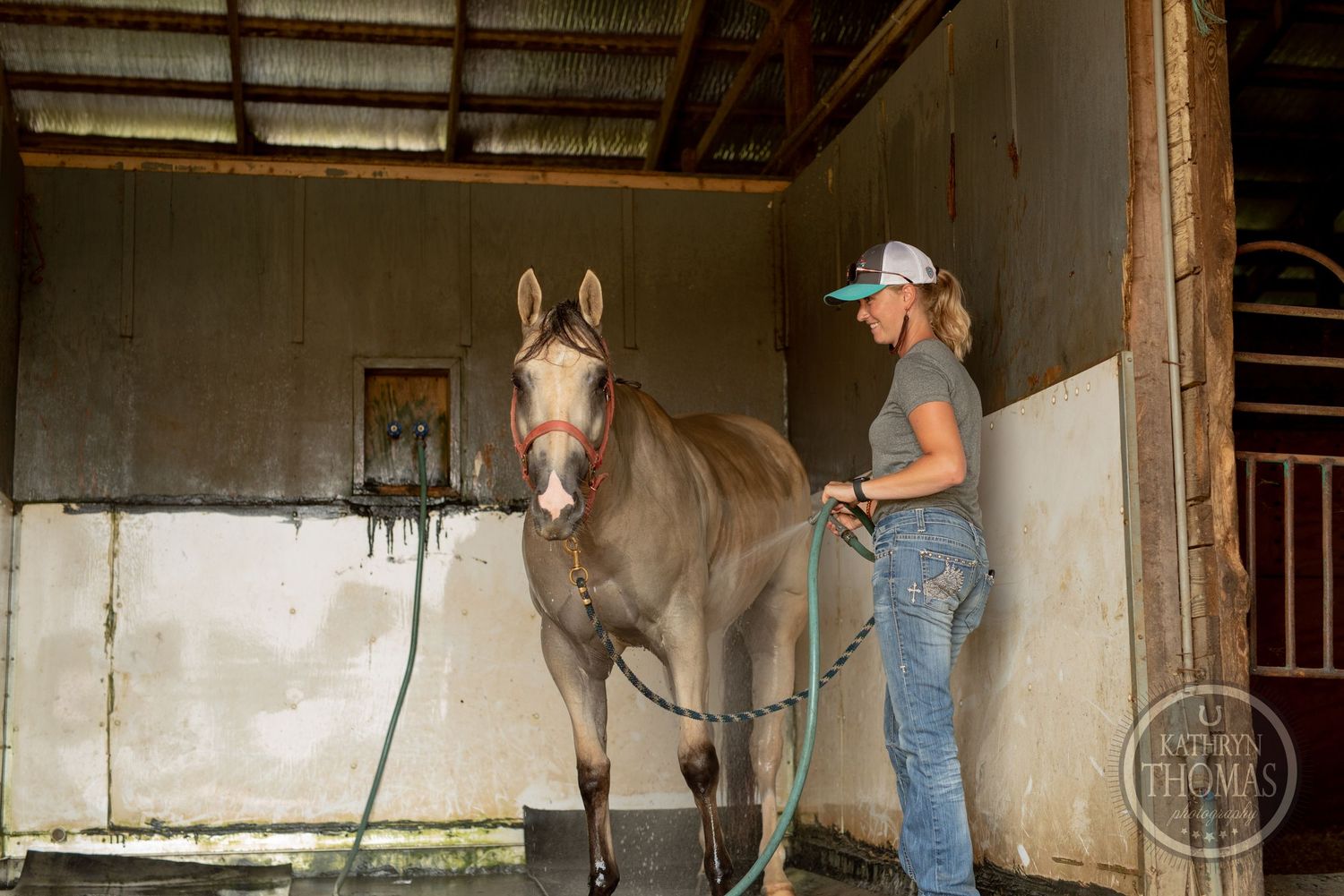 Horse being groomed in a covered barn stall with rustic wooden walls.