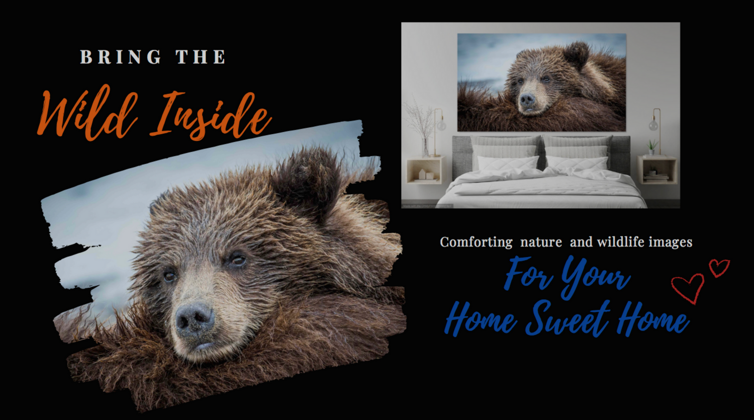 Colorado Born Images Wall Art Decor Store Wildlife and Landscape Photography