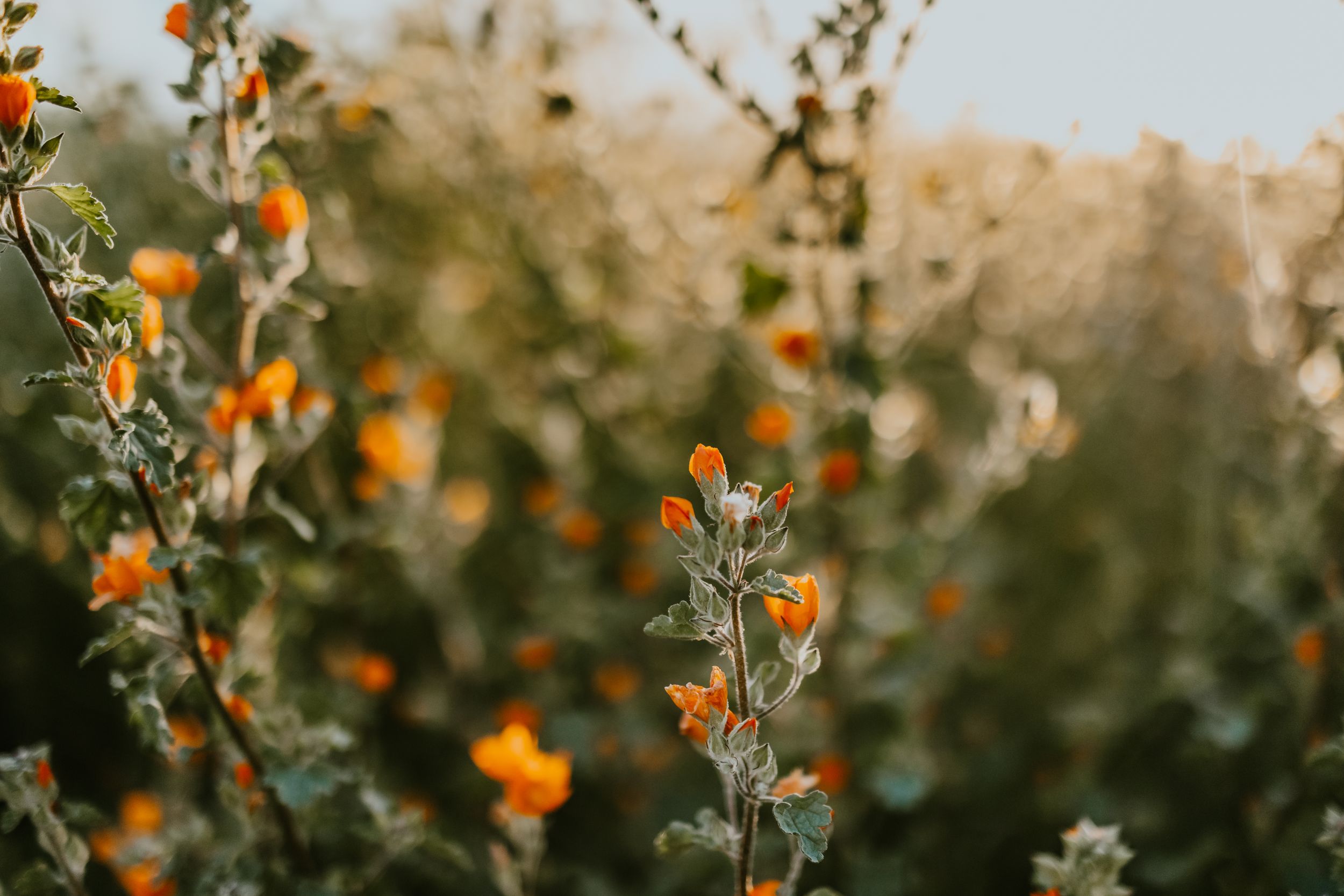 Close-up of orange desert wildflowers against blurred natural background.