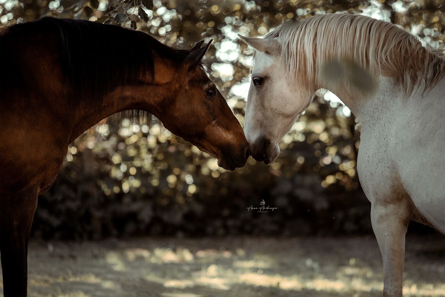 Brown and white horses touching noses in tender moment.