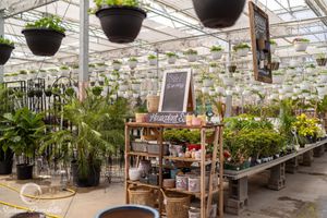 Interior of a large greenhouse with hanging plants and retail displays.