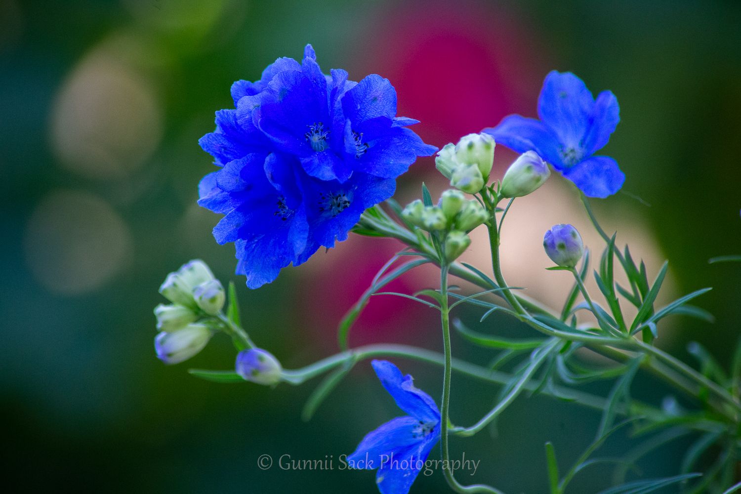 hi-yo farms, gunnii sack photography, blue flowers,